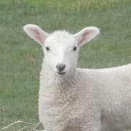 ROARfan01's Steam Avatar