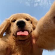 zabib3's Steam Avatar