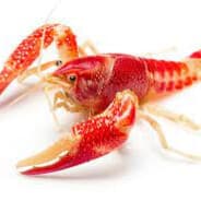 GR0ZA's Steam Avatar