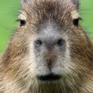 eyalhundert's Steam Avatar